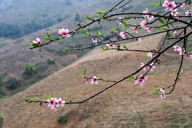 Moc Chau ຍາມລະດູບານໃໝ່